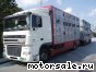 DAF () XF95:  1